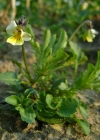 Einzelbild 2 Acker-Stiefmütterchen - Viola arvensis