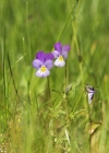 Einzelbild 3 Gewöhnliches Feld-Stiefmütterchen - Viola tricolor