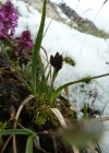 Einzelbild 2 Kleine Trauer-Segge - Carex parviflora