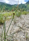 Einzelbild 2 Alpen-Binse - Juncus alpinoarticulatus