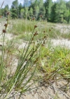 Einzelbild 3 Alpen-Binse - Juncus alpinoarticulatus
