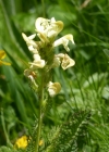 Einzelbild 2 Knolliges Läusekraut - Pedicularis tuberosa