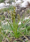 Einzelbild 2 Zwergorchis - Chamorchis alpina