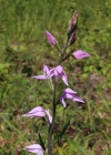 Einzelbild 2 Rotes Waldvögelein - Cephalanthera rubra