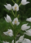 Einzelbild 4 Langblättriges Waldvögelein - Cephalanthera longifolia