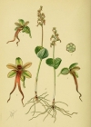 Einzelbild 4 Kleines Zweiblatt - Listera cordata