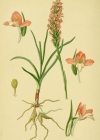Einzelbild 4 Wohlriechende Handwurz - Gymnadenia odoratissima