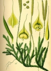 Einzelbild 1 Keulen-Bärlapp - Lycopodium clavatum