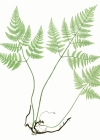 Einzelbild 2 Ruprechtsfarn - Gymnocarpium robertianum