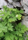 Einzelbild 1 Christophskraut - Actaea spicata