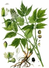 Einzelbild 3 Christophskraut - Actaea spicata