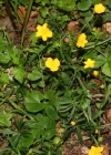 Einzelbild 1 Gold-Hahnenfuss - Ranunculus auricomus aggr.