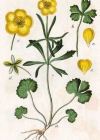Einzelbild 2 Gold-Hahnenfuss - Ranunculus auricomus aggr.