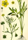 Einzelbild 1 Acker-Hahnenfuss - Ranunculus arvensis