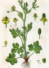 Einzelbild 2 Gift-Hahnenfuss - Ranunculus sceleratus