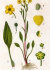 Einzelbild 2 Kleiner Sumpf-Hahnenfuss - Ranunculus flammula