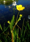 Einzelbild 3 Kleiner Sumpf-Hahnenfuss - Ranunculus flammula