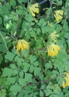 Einzelbild 1 Gelber Lerchensporn - Corydalis lutea
