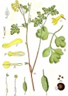 Einzelbild 2 Gelber Lerchensporn - Corydalis lutea