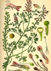 Einzelbild 4 Echter Erdrauch - Fumaria officinalis