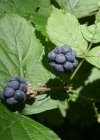 Einzelbild 1 Blaue Brombeere - Rubus caesius