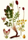 Einzelbild 3 Grosser Wiesenknopf - Sanguisorba officinalis