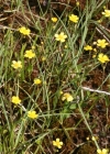Einzelbild 4 Kleiner Sumpf-Hahnenfuss - Ranunculus flammula