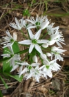 Einzelbild 2 Bärlauch - Allium ursinum