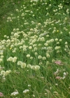 Einzelbild 3 Allermannsharnisch - Allium victorialis