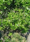 Einzelbild 2 Zwergmispel - Sorbus chamaemespilus