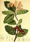Einzelbild 4 Zwergmispel - Sorbus chamaemespilus