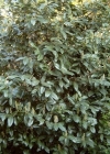 Einzelbild 2 Kirschlorbeer - Prunus laurocerasus