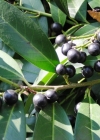 Einzelbild 4 Kirschlorbeer - Prunus laurocerasus