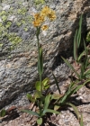 Einzelbild 1 Gelbe Hainsimse - Luzula lutea
