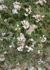 Einzelbild 2 Südlicher Tragant - Astragalus australis