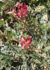 Einzelbild 2 Französischer Tragant - Astragalus monspessulanus