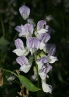 Einzelbild 3 Wald-Wicke - Vicia sylvatica