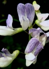 Einzelbild 4 Wald-Wicke - Vicia sylvatica