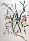 Einzelbild 2 Wald-Platterbse - Lathyrus sylvestris