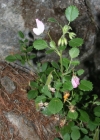 Einzelbild 2 Rundblättrige Hauhechel - Ononis rotundifolia
