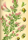 Einzelbild 4 Dornige Hauhechel - Ononis spinosa