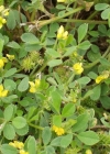 Einzelbild 2 Zwerg-Schneckenklee - Medicago minima