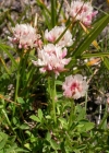 Einzelbild 1 Bleicher Klee - Trifolium pallescens