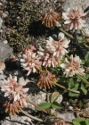Einzelbild 2 Bleicher Klee - Trifolium pallescens