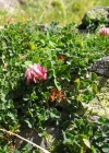 Einzelbild 3 Thals Klee - Trifolium thalii