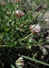 Einzelbild 4 Thals Klee - Trifolium thalii