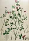 Einzelbild 3 Bastard-Klee - Trifolium hybridum