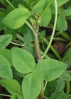 Einzelbild 4 Bastard-Klee - Trifolium hybridum
