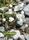 Einzelbild 3 Stumpfblättriger Mannsschild - Androsace obtusifolia