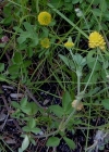 Einzelbild 1 Feld-Klee - Trifolium campestre